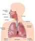 EFEITO DA AURICULOTERAPIA NO SISTEMA RESPIRATÓRIO EM UM PACIENTE PORTADOR DE DOENÇA PULMONAR OBSTRUTIVA CRÔNICA- RELATO DE CASO