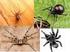 Aspectos epidemiológicos dos acidentes por aranhas no Estado do Rio Grande do Sul, Brasil