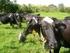 Exigências nutricionais de vacas de corte lactantes e seus bezerros