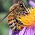 Melhoramento genético na apicultura comercial para produção da própolis