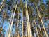 Análise do Desenvolvimento das espécies Eucalyptus grandis e Pinus elliotti no cerrado do Triângulo Mineiro