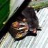 Morcegos (Mammalia, Chiroptera) da Reserva Rio das Pedras, Rio de Janeiro, Sudeste do Brasil