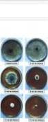 EFEITO DE ÓLEOS ESSENCIAIS SOBRE O CRESCIMENTO MICELIAL IN VITRO DE Fusarium solani f.sp glycines