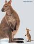 do canguru, mamífero que nasce e permanece na bolsa materna até atingir uma condição física e psíquica que permita que ande e se alimente por conta