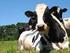 Controle da leptospirose em bovinos de leite com vacina autógena em Santo Antônio do Monte, Minas Gerais 1