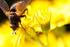 Polinizadores na agricultura Ênfase em abelhas