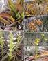 Bromeliaceae e Cactaceae dos afloramentos rochosos do Costão de Itacoatiara, Parque Estadual da Serra da Tiririca, Niterói, Rio de Janeiro, Brasil