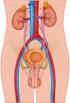 Anatomia do trato urinário e genital
