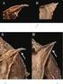 REVISÃO TAXONÔMICA DE Proceratophrys melanopogon (MIRANDA-RIBEIRO, 1926) (AMPHIBIA, ANURA, ODONTOPHRYNIDAE)