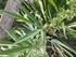 Palavras-chave: Plantas Medicinais. Cannabis sativa. Canabinoides. Terapêutica.