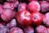 Produção de etileno em frutos de ameixeira Prunus domestica sujeitos a duas temperaturas de conservação
