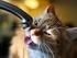 Doença do trato urinário inferior em gatos...