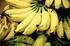 Cultivo Orgânico da Bananeira