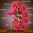 Funções renais, anatomia e processos básicos