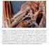 Estudo da inervação e vascularização do membro torácico de Columba livia