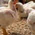 Fontes e níveis de glicerina para frangos de corte no período de 8 a 21 dias de idade