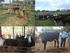 Comportamento, produção e qualidade do leite de vacas Holandês-Gir com climatização no curral