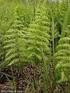 ADDITIONS TO THE FERN FLORA OF NORTHEASTERN BRAZIL