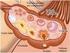 Anomalias da Cavidade Uterina Relacionadas ao Abortamento Habitual: Aspectos de Interesse Clínico