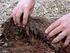 Sistemas conservacionistas de manejo do solo para amendoim cultivado em sucessão à cana crua