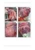 Interpretação de lesões no abate como ferramenta de diagnóstico das doenças respiratórias dos suínos...