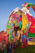 INDIA. Magia Colorida do Rajastão: Especial Festival HOLI.