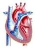 00. Qual o nome do vaso sangüíneo que sai do ventrículo direito do coração humano? (A) Veia pulmonar direita