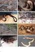 Checklist of the snakes of Nova Ponte, Minas Gerais, Brazil