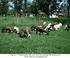 Tolerância ao calor em ovelhas de raças de corte lanadas e deslanadas no sudeste do Brasil