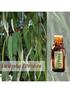 Efeito do óleo de eucalipto (Corymbia citriodora) no controle do carrapato bovino