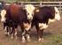 Seleção genômica para resistência ao carrapato bovino nas raças Braford e Hereford