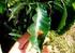 INCIDÊNCIA DO BICHO-MINEIRO Leucoptera coffeella (LEPIDOPTERA: LYONETIIDAE) EM CAFÉ CONILON NO ESTADO DE RONDÔNIA
