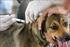 Zoonose continua campanha de vacinação contra raiva animal