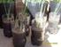 Produção de cebolinha cultivada em garrafa pet sob irrigação com água salina