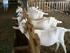 Avaliação de sistemas de produção de caprinos leiteiros na Região Sudeste do Brasil