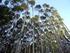 ANÁLISE ECONÔMICA DE UM REFLORESTAMENTO DE Eucalyptus urophylla MANEJADO PELO REGIME DE ALTO FUSTE