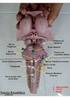 ANATOMIA DO TRONCO ENCEFÁLICO