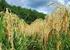 Viabilidade econômica da cultivar de arroz de terras altas BRS Sertaneja