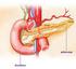 Pâncreas Endócrino Controle da glicemia