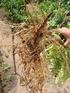 POPULAÇÕES DE NEMATOIDES FITOPARASITAS EM ÁREAS DE CULTIVO DE SOJA, ALGODÃO, CAFÉ E DE VEGETAÇÃO NATIVA DO CERRADO NA REGIÃO OESTE DA BAHIA.