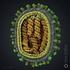 Artigo Original. Pneumonia por vírus influenza A (H1N1): aspectos na TCAR* Resumo. Abstract