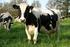 Impacto Econômico das Doenças do Periparto de vacas leiteiras