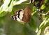 As borboletas (Lepidoptera, Papilionoidea) do Campus Universitário Darcy Ribeiro (Distrito Federal, Brasil)