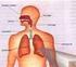 Fisiologia: Digestão, Respiração e Circulação
