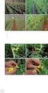 Importância dos insetos na produção de melancia (Citrullus (