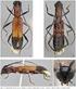 Cerambycidae (Coleoptera) do Museu de Zoologia da Universidade Estadual de Feira de Santana, Bahia