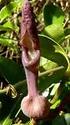 LISTS OF SPECIES. Magnoliophyta species of restinga, state of Pernambuco, Brazil.