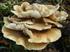 Estudo da composição de cogumelos das espécies Pleurotus ostreatus e Pleurotus sajor-caju cultivados em palha de bananeira