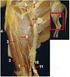 Anatomia do músculo abdutor crural caudal do gato doméstico (Felis catus domesticus, Linnaeus 1758)