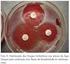 Perfil de sensibilidade aos antimicrobianos de Staphylococcus spp. coagulase negativa de um rebanho leiteiro caprino em Santa Maria da Boa Vista - PE